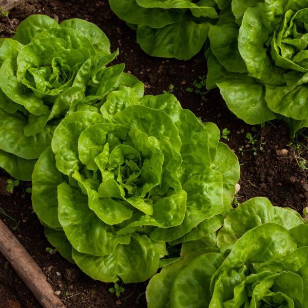 Do Culto ao Cultivo dos Alimentos